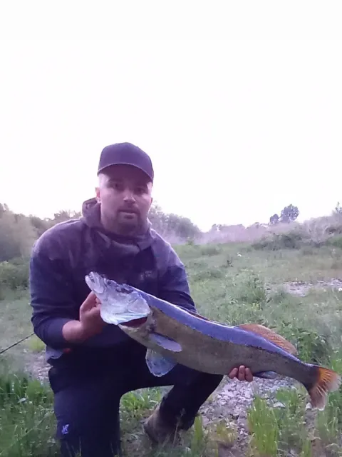 Zander