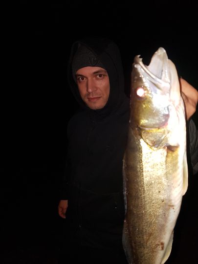 Zander