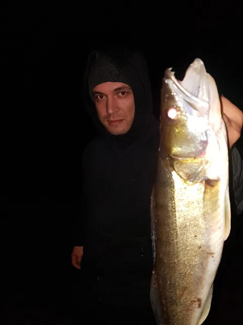 Zander