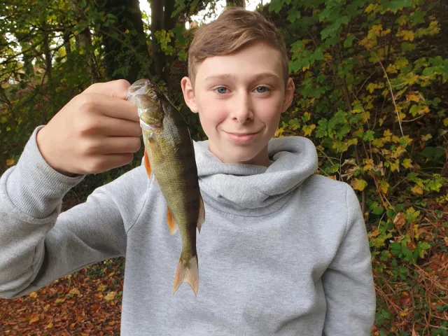 Flussbarsch