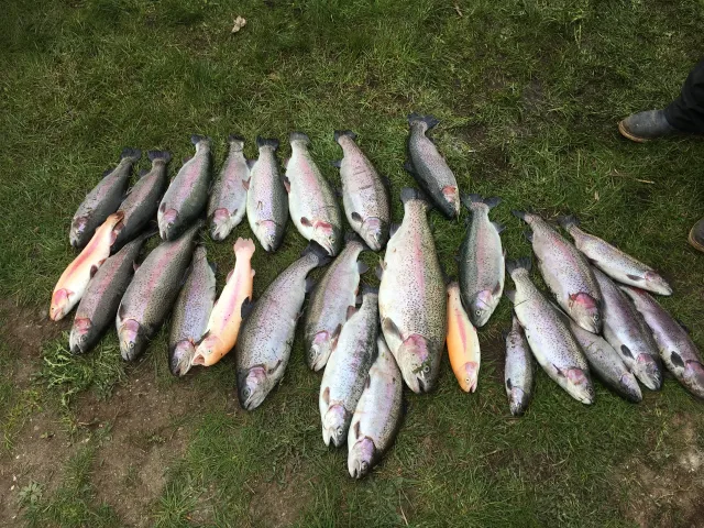 Regenbogenforelle