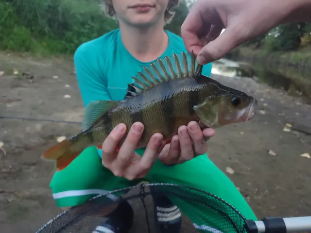Flussbarsch