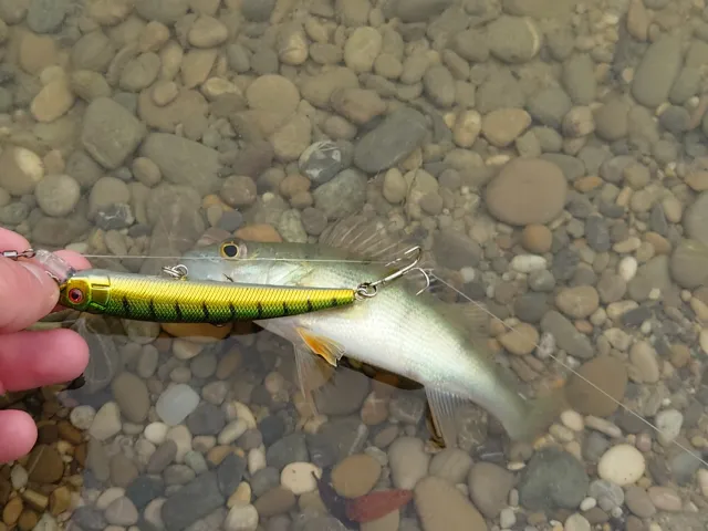 Flussbarsch