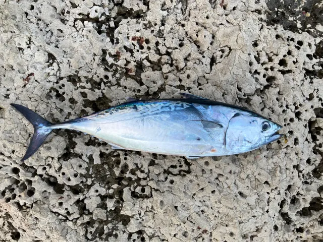 Thunfisch