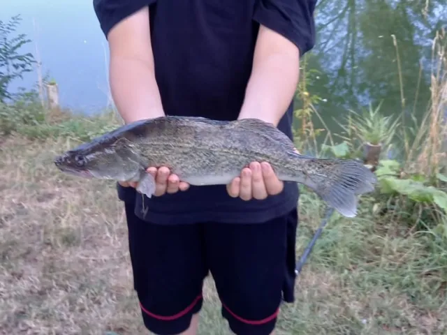 Zander