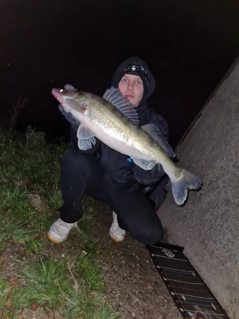 Zander