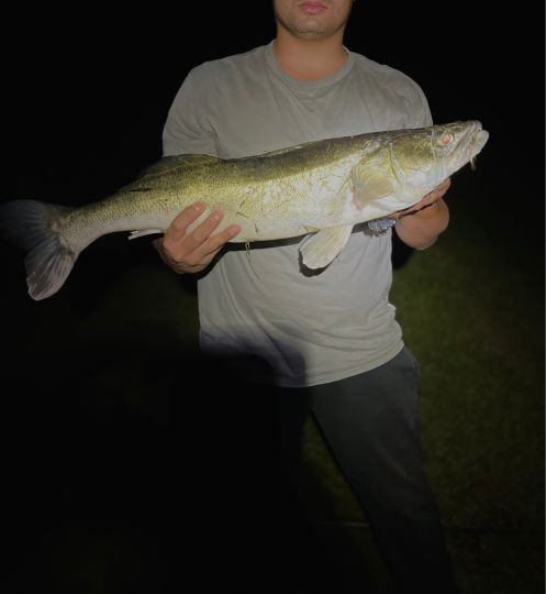 Zander