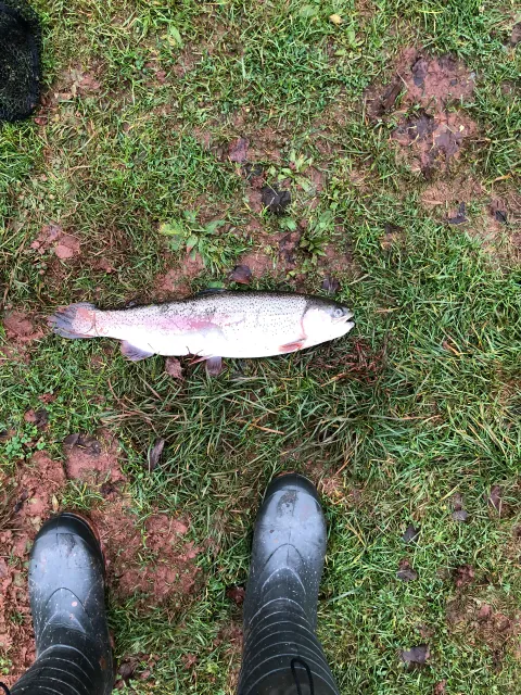 Regenbogenforelle