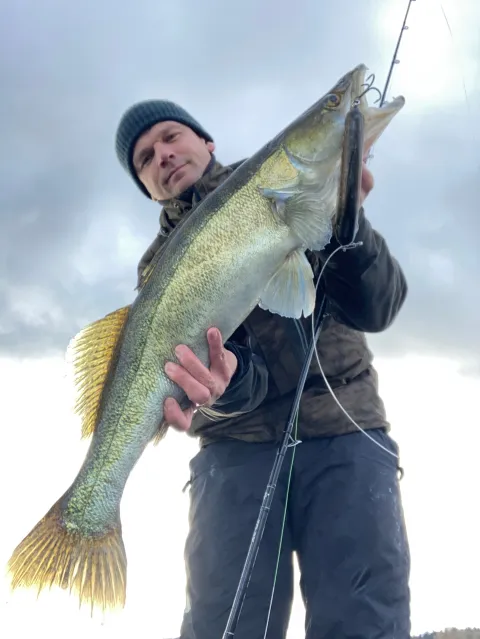 Zander