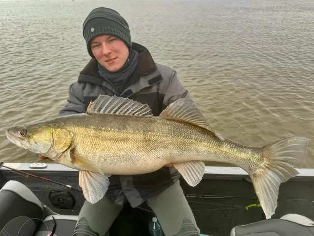 Zander