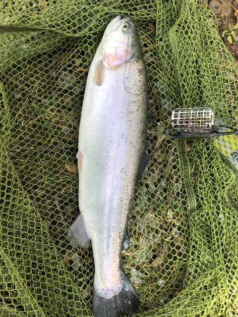 Regenbogenforelle