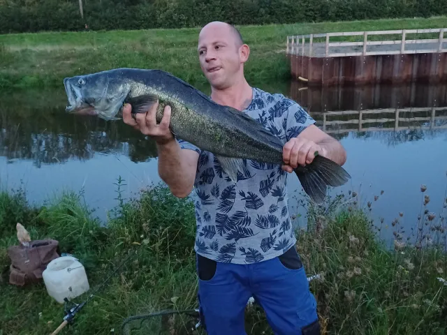 Zander