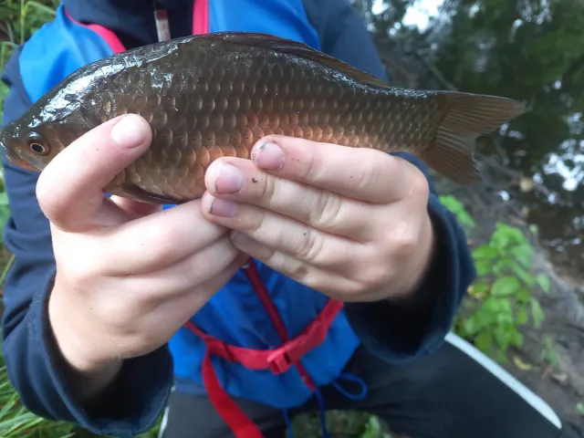 Karausche