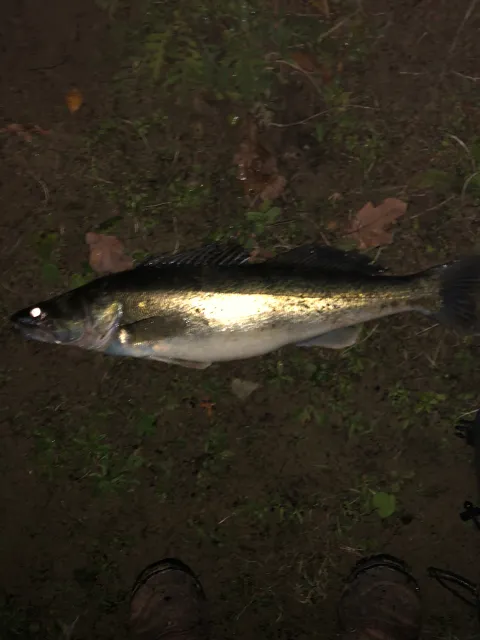 Zander