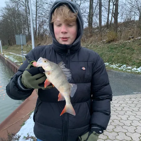 Flussbarsch
