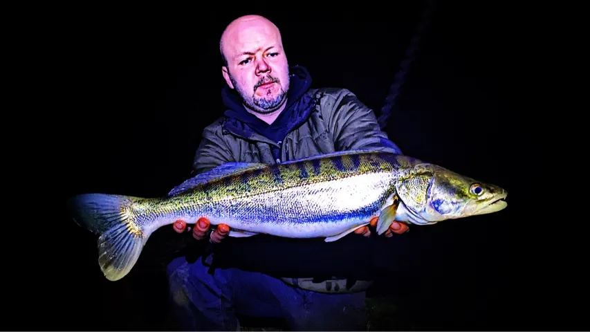 Zander