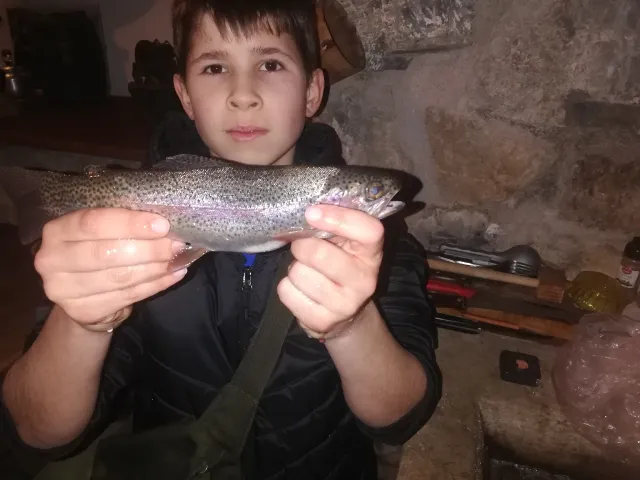 Regenbogenforelle