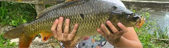 Karpfen