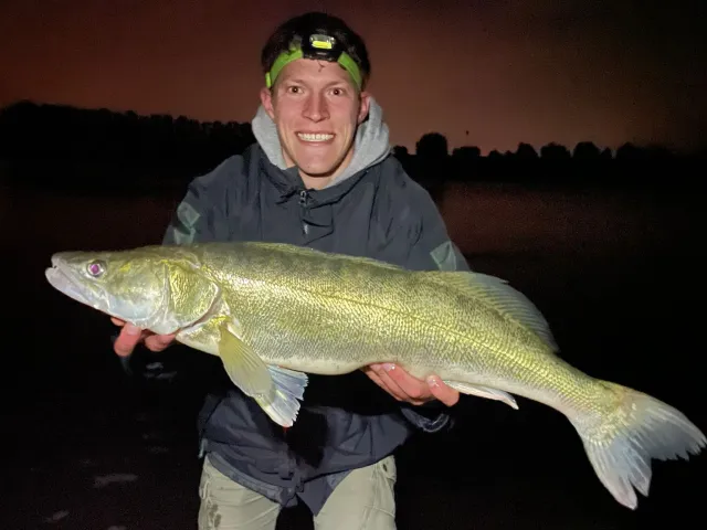 Zander