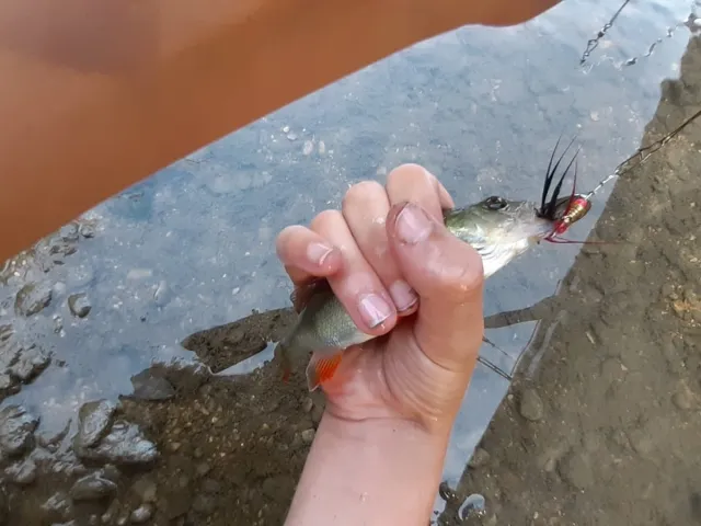 Flussbarsch
