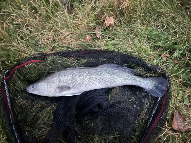 Zander