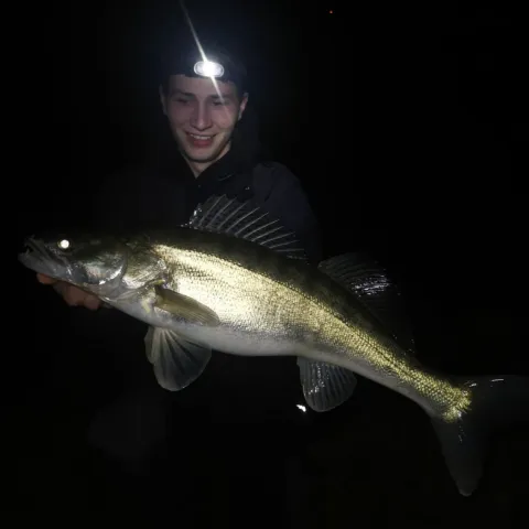 Zander