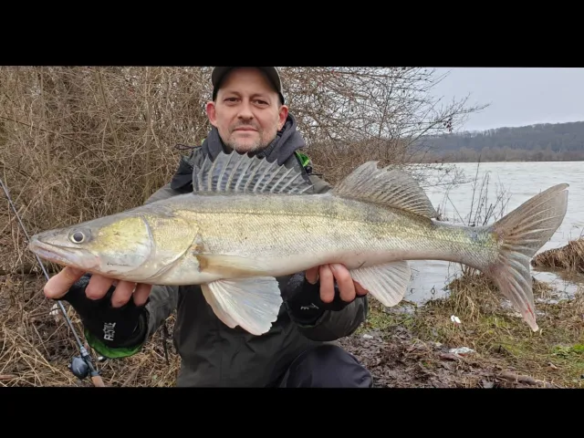 Zander