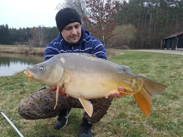 Karpfen