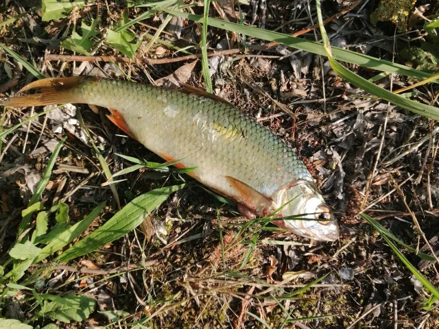 Rotauge