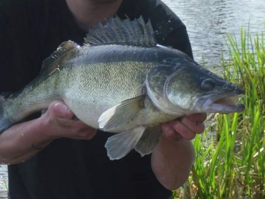 Zander