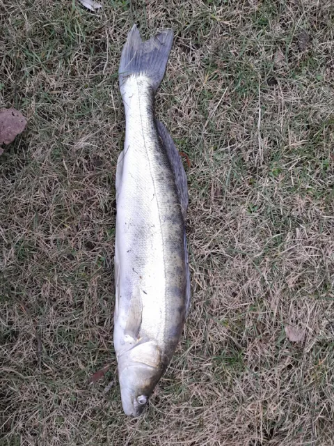 Zander