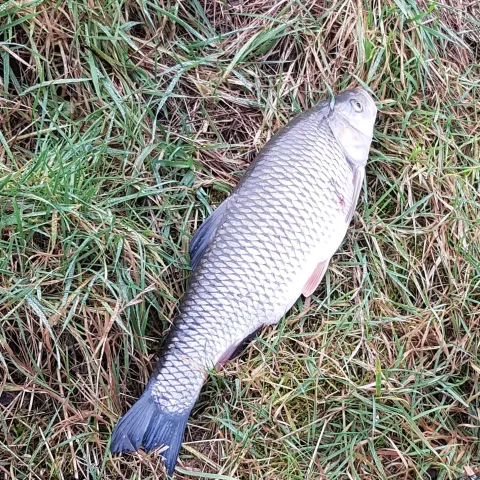 Döbel