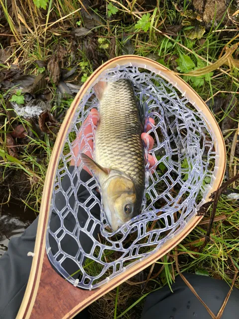 Döbel