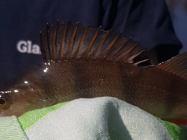 Flussbarsch