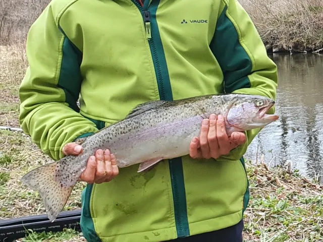 Regenbogenforelle
