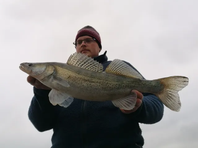 Zander