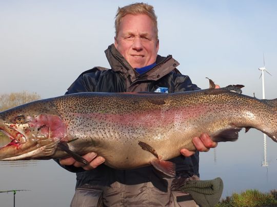 Regenbogenforelle