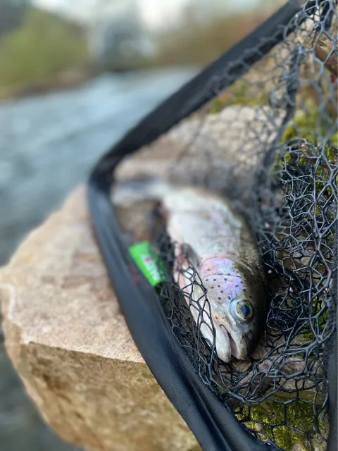 Regenbogenforelle