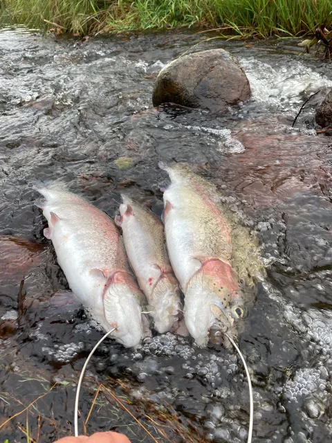 Regenbogenforelle