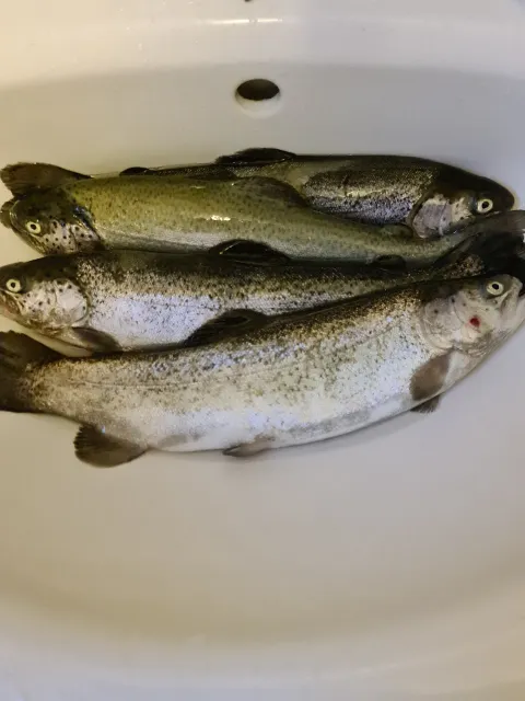 Regenbogenforelle