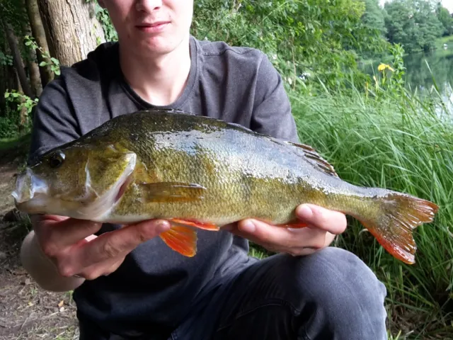 Flussbarsch