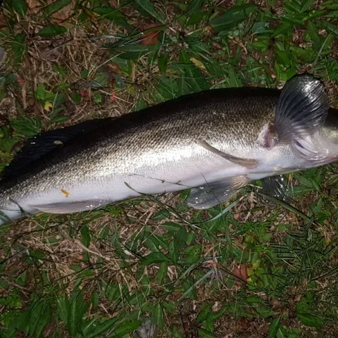 Zander