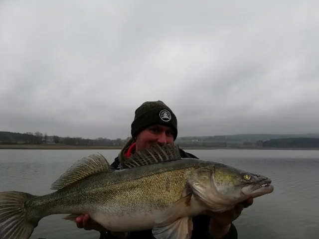 Zander