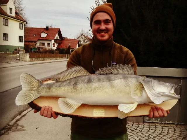 Zander