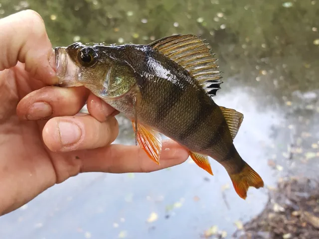 Flussbarsch