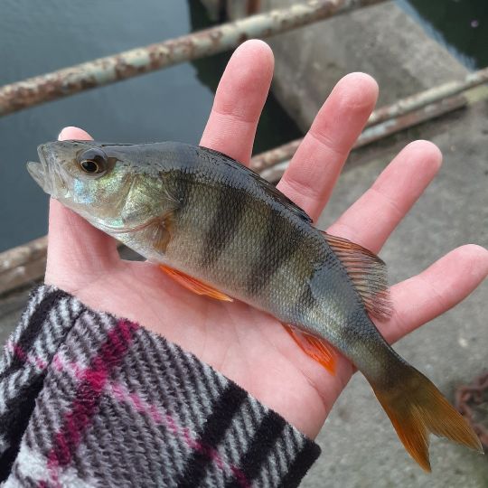 Flussbarsch