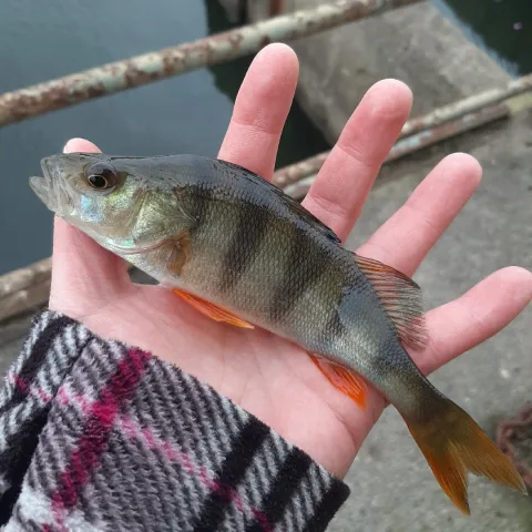 Flussbarsch