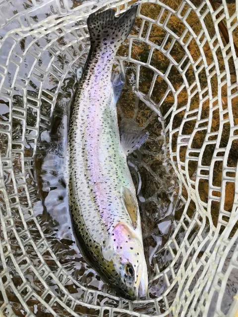 Regenbogenforelle
