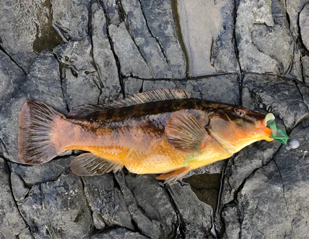 Lippfisch