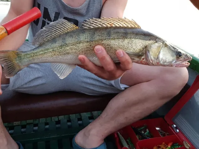 Zander